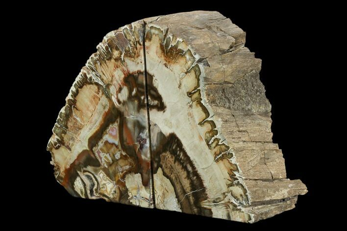 Tall, Colorful Petrified Wood Bookends - Madagascar #129932